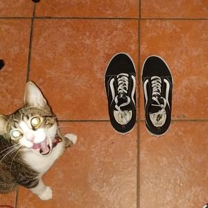 Classic SK8 Vans Low Top | 🐼